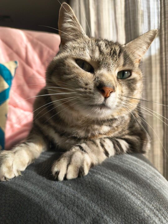 Cat photo