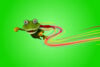 Leaptel frog mascot on green background