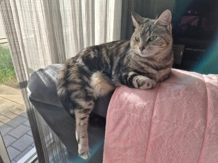 Cat lounging on couch photo