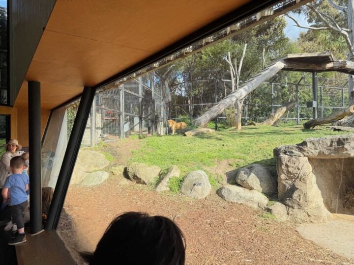 Lion in enclosure far away