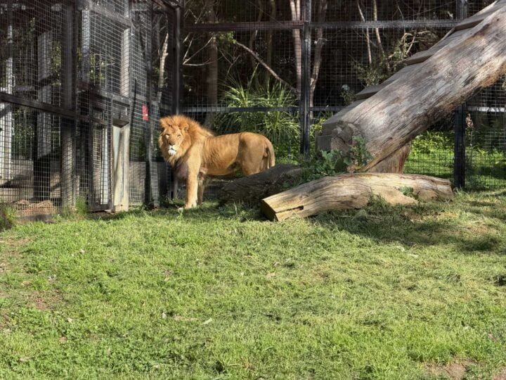 Lion in enclosure closer angle