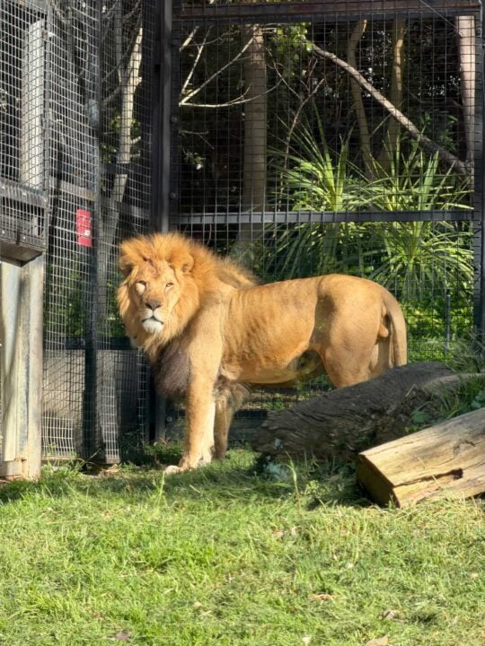 Lion in enclosure close angle