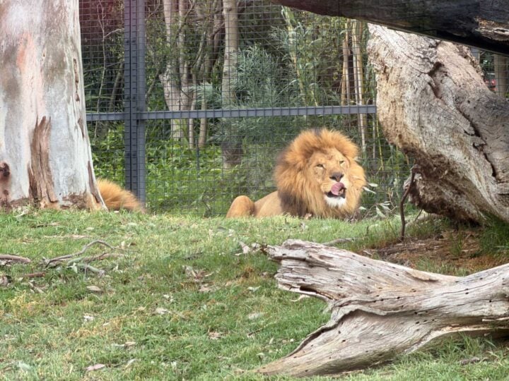 Photo of a lion licking its mouth