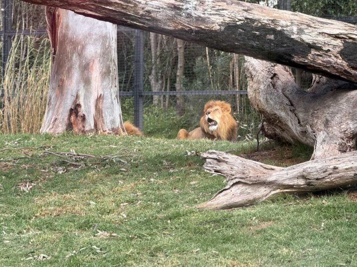 Lion yawning zoomed in photo