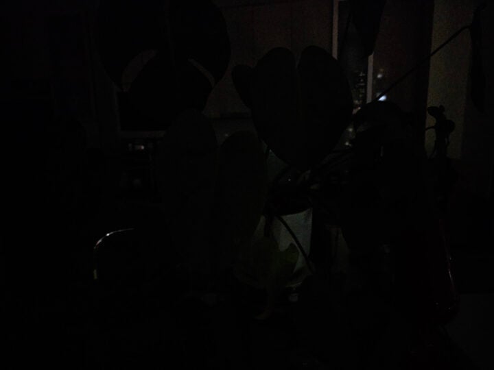 Low-light plant photo