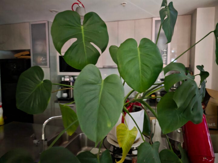 Night mode plant photo