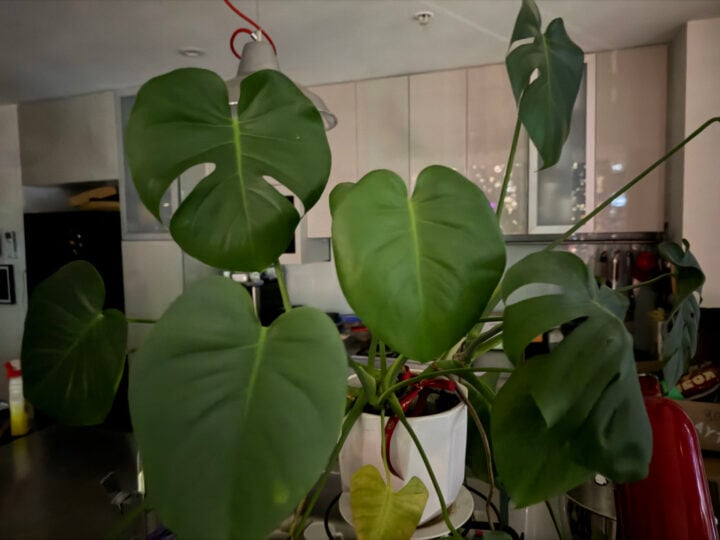 Night mode plant photo