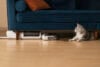 Aldi Roborock F25 RT wet-dry vacuum flat with cat