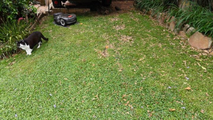 grass before and after robotic mowing