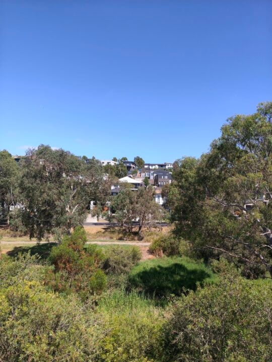 Photo of trees taken by the Oppo reno 15 F