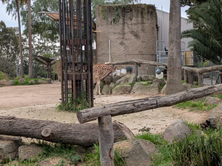 Pixel 10 Pro Fold 2x zoom zoo photo