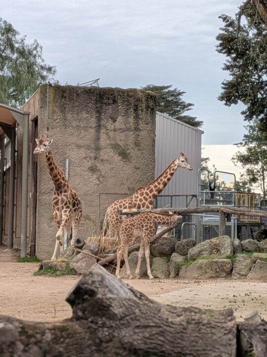 Pixel 10 Pro Fold very zoom zoo photo