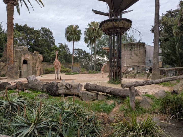 Pixel 10 Pro Fold wide zoo photo