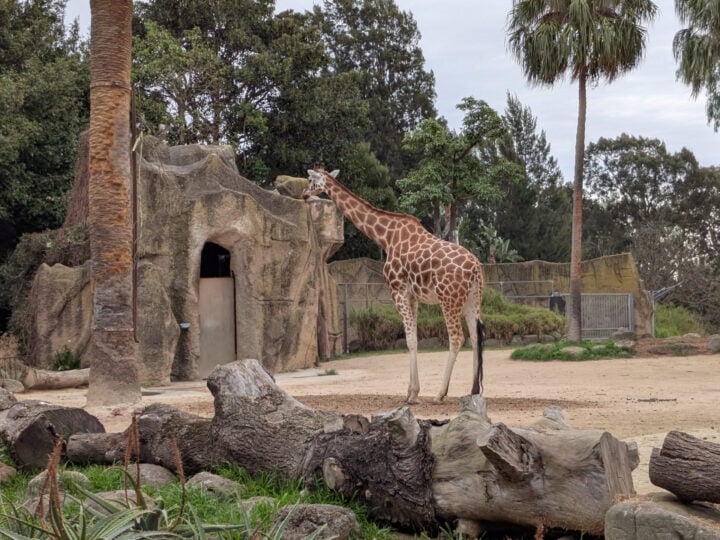 Pixel 9 Fold 2x zoom zoo photo