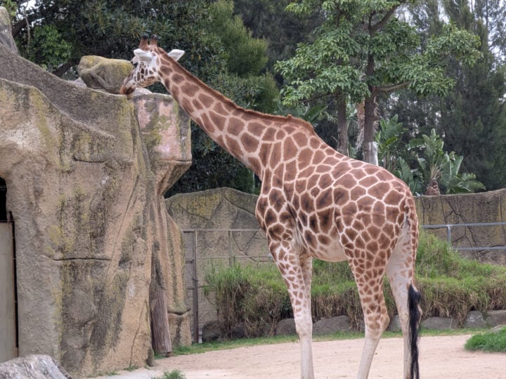 Pixel 9 fold very zoom zoo photo