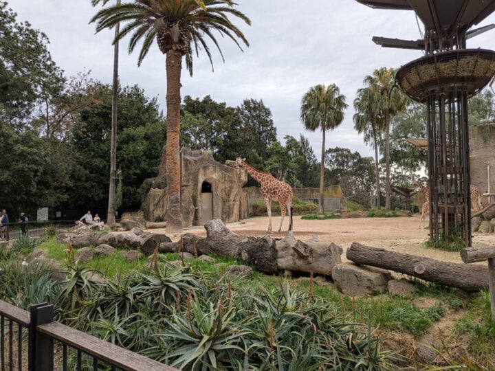 Pixel 9 fold wide zoo photo