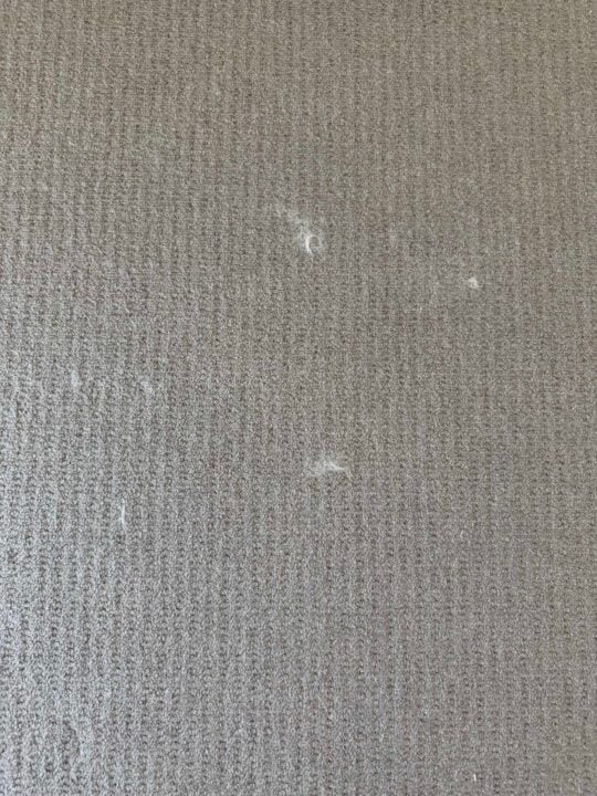 Carpet with cat fur on it