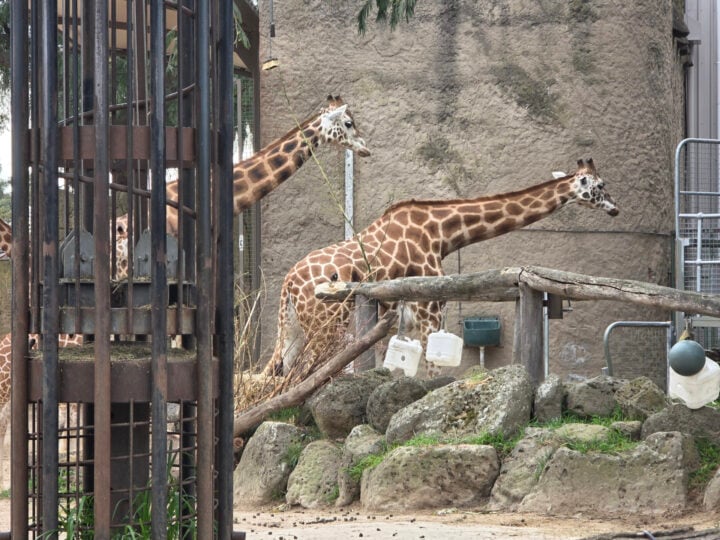 Samsung Galaxy S25 Ultra 2x zoom zoo photo