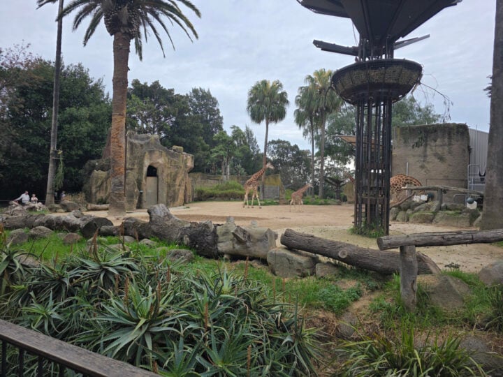 Samsung Galaxy S25 Ultra wide zoo photo