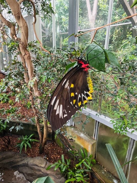 Photo of a large butterfly