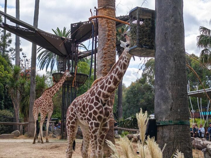 A slightly zoomed in photo of a giraffe eating from a feeder in a zoo