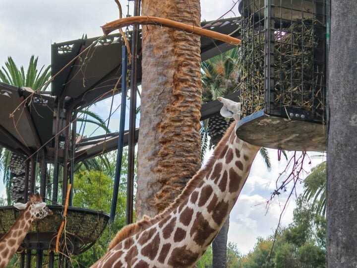 A zoomed in photo of a giraffe eating from a feeder in a zoo