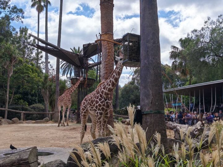 A giraffe eating from a feeder in a zoo