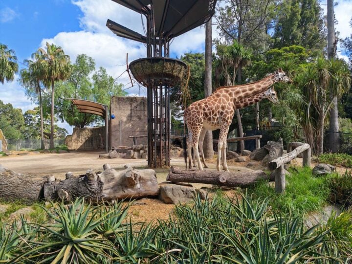 A sunny photo of a giraffe