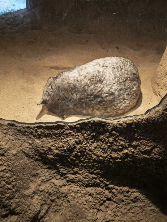 Photo of a sleeping wombat