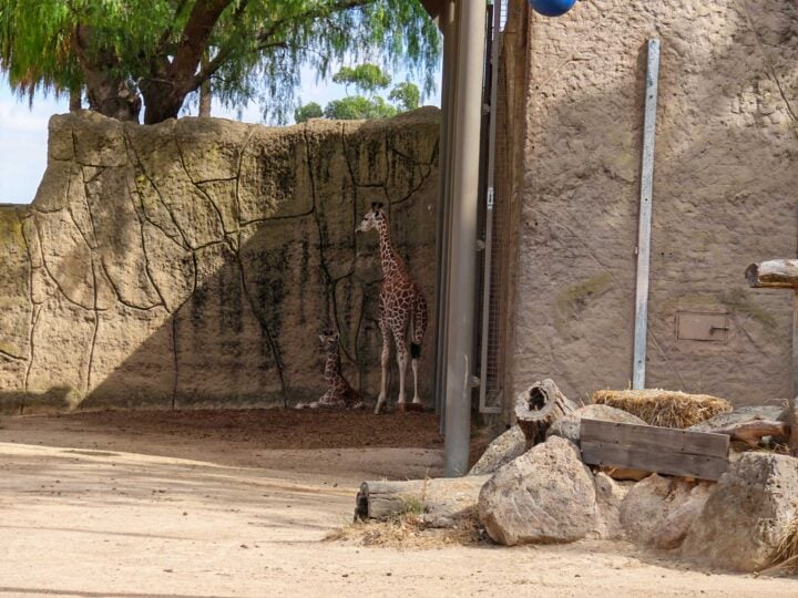 A zoomed in photo of a giraffe with its baby