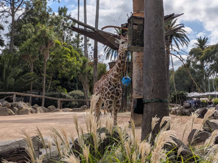 A slightly zoomed in photo of a giraffe eating from a feeder in a zoo