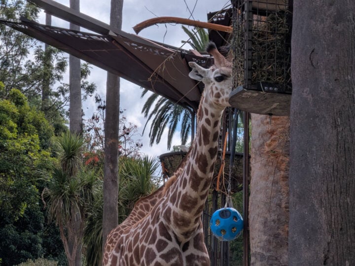 A zoomed in photo of a giraffe eating from a feeder in a zoo