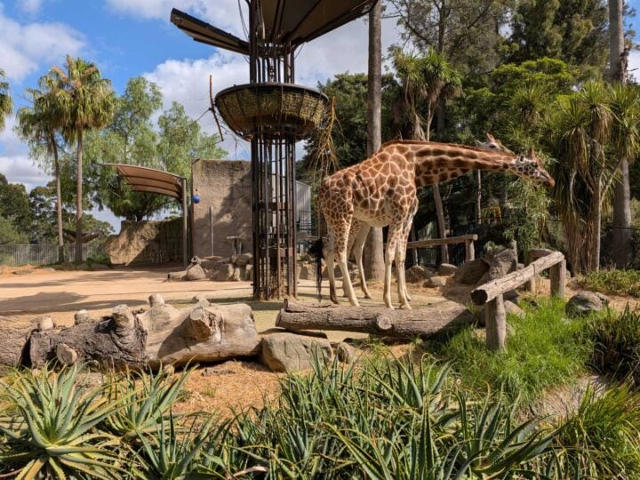 A sunny photo of a giraffe