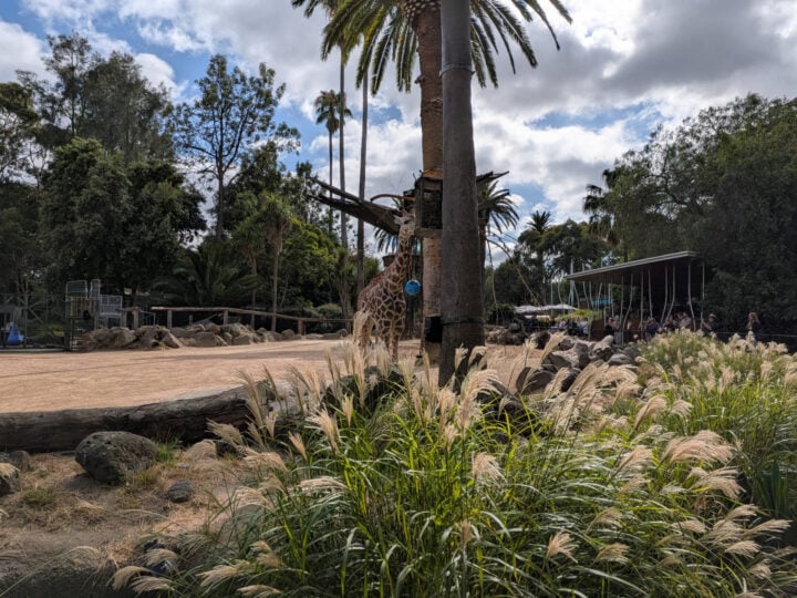 A giraffe eating from a feeder in a zoo