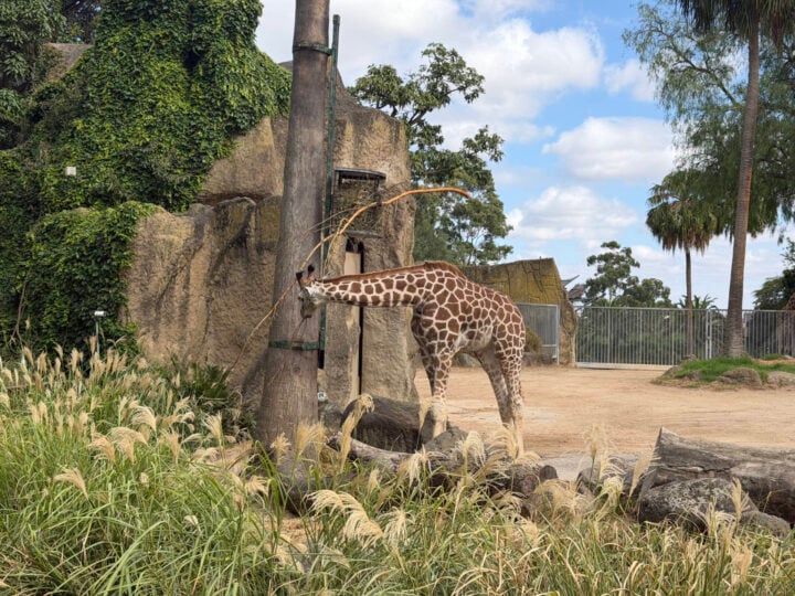 A giraffe lowering its neck