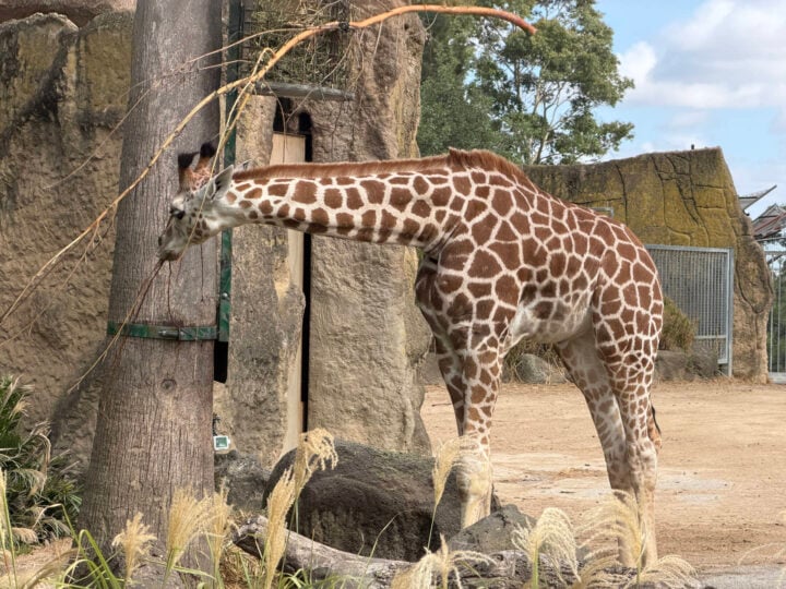 A slightly zoomed in photo of a giraffe lowering its neck