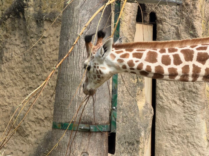 A zoomed in photo of a giraffe lowering its neck