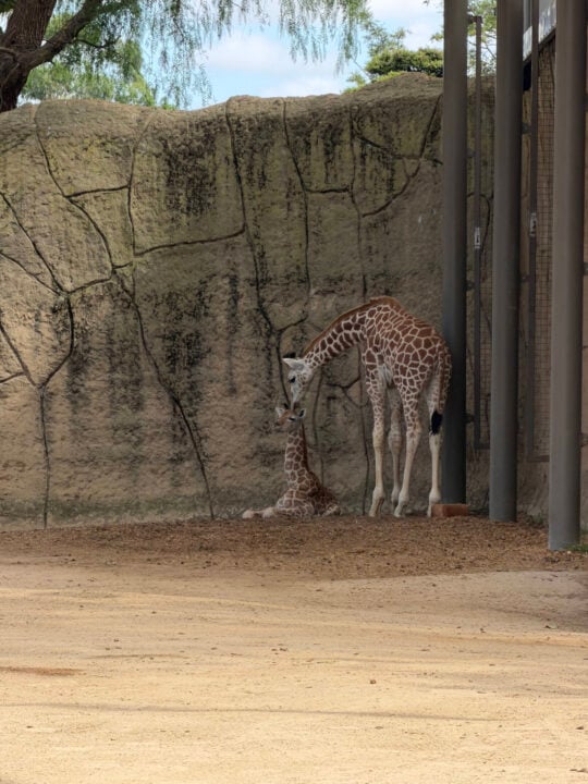 A zoomed in photo of a giraffe with its baby