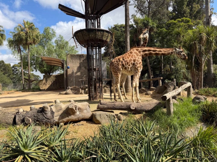 A sunny photo of a giraffe