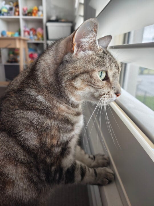 Cat photo