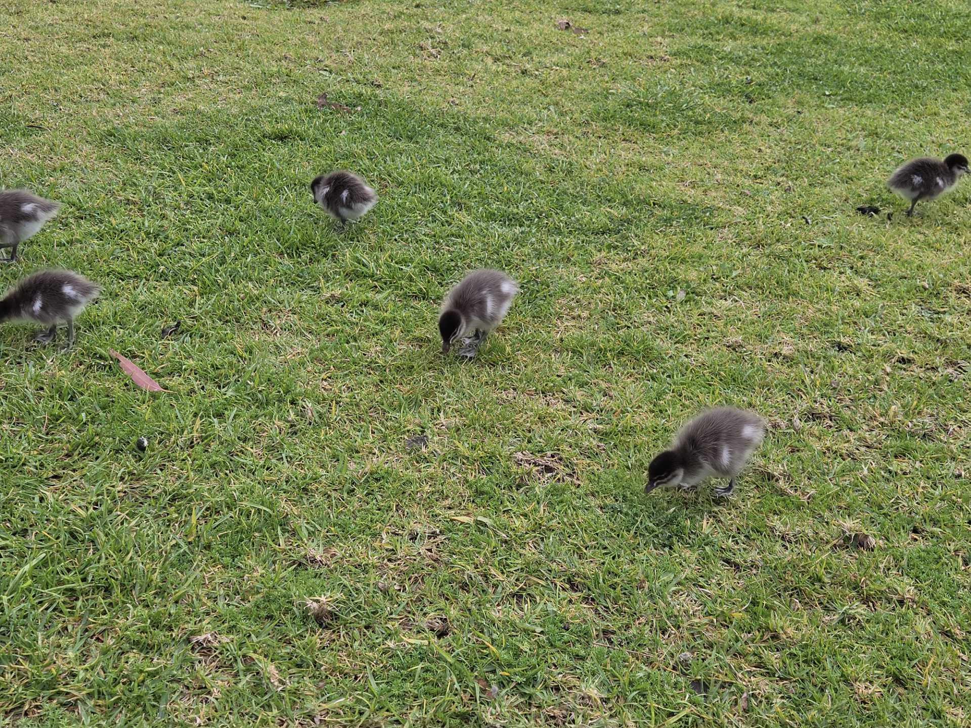 Photo of ducklings on grass
