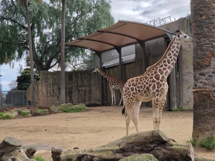 3x zoom photo of a giraffe