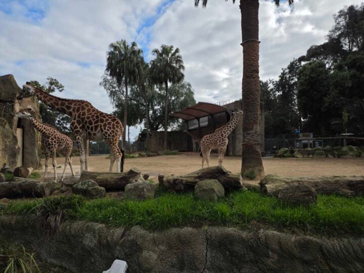 Wide-angle photo of giraffes