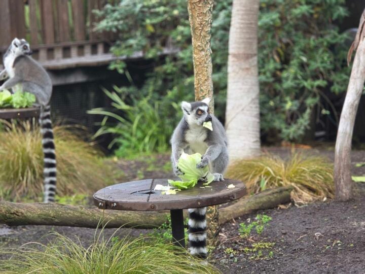 Portrait photo of a lemur eating lettuce