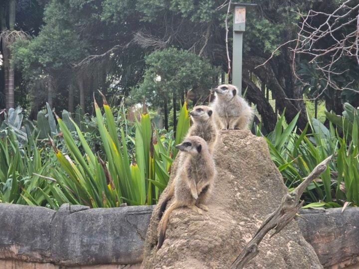 Telephoto image of a group of meerkats