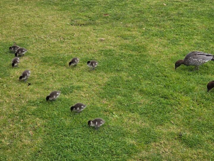 3x zoom photo of ducklings