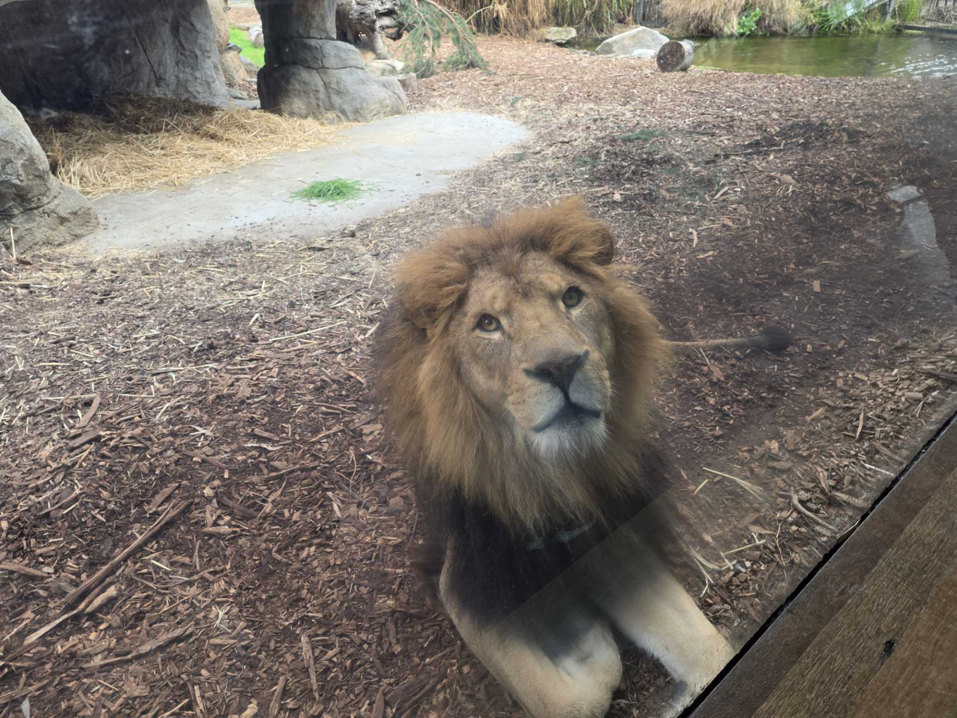 Photo of a lion looking at the camera