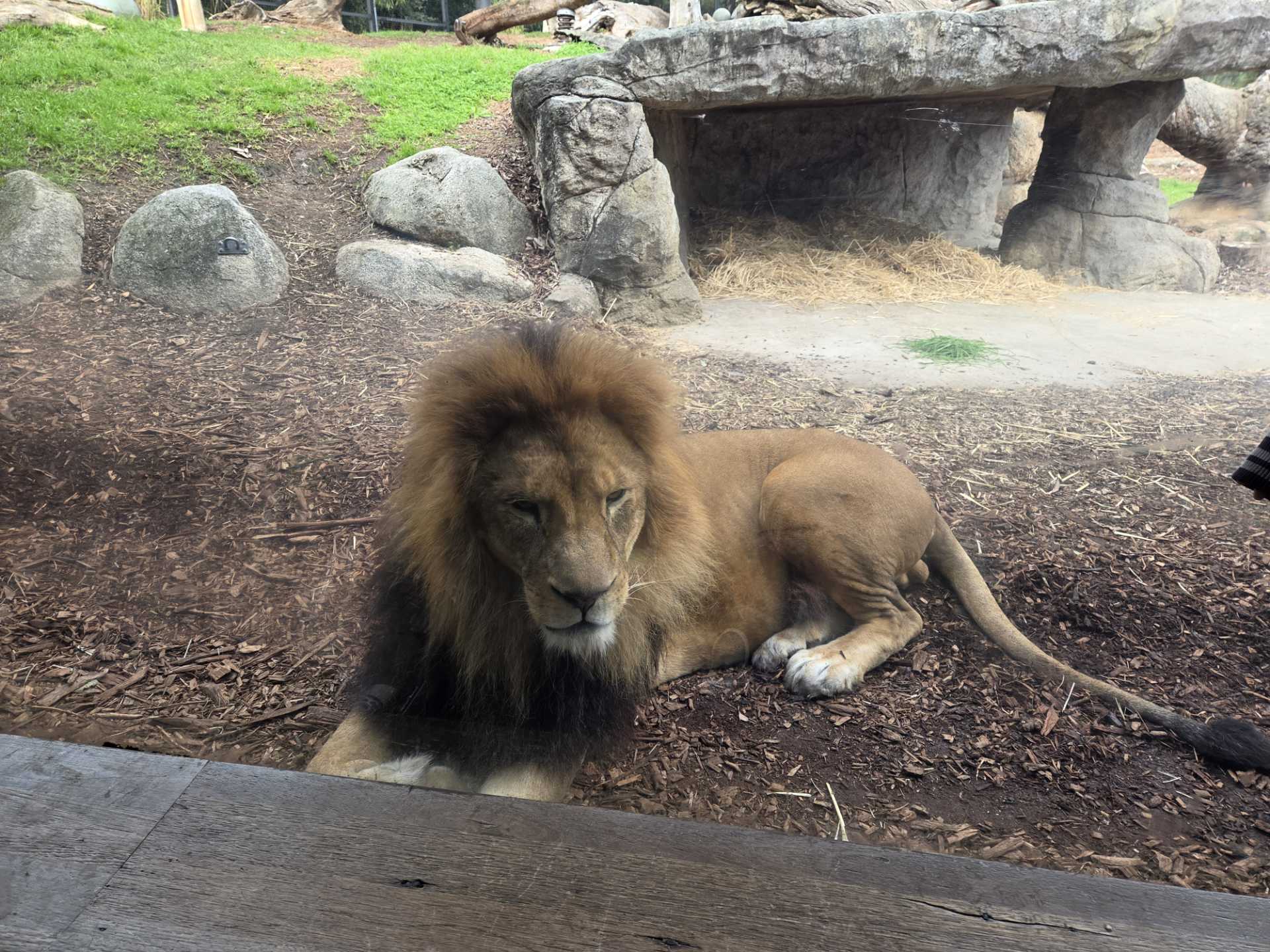 Photo of a lion