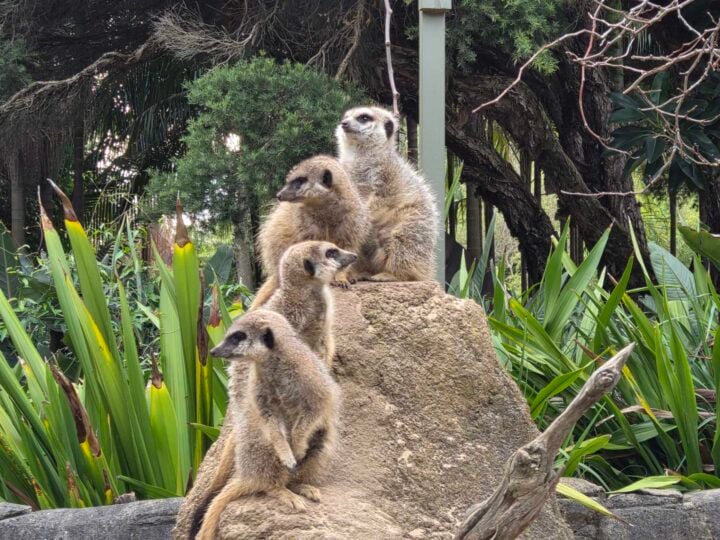 Telephoto image of a group of meerkats