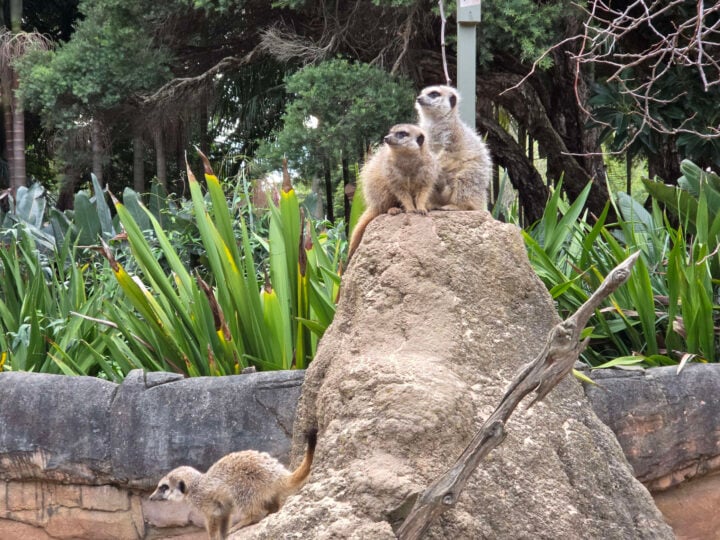 Telephoto image of a group of meerkats